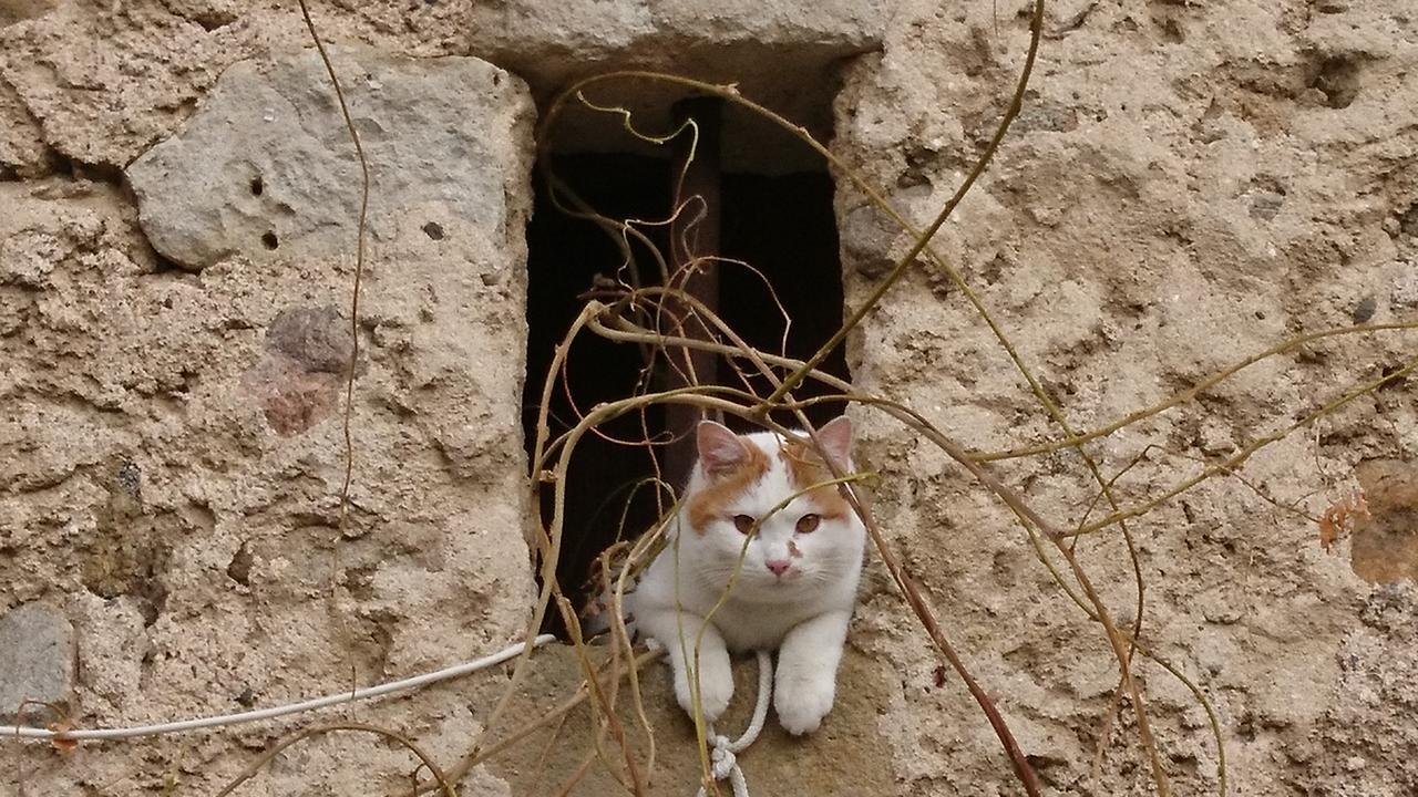 Chateau De Durianne Le Monteil  Dış mekan fotoğraf